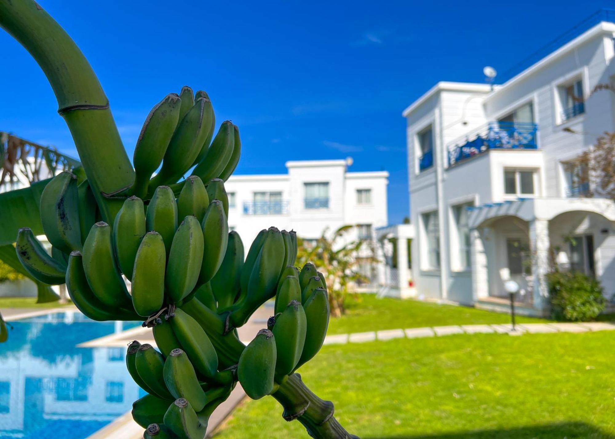 Garden Loft Apt With Pool In Alsancak Kyrenia Kyrenia  Extérieur photo
